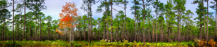 Cary State Forest | Bryceville | Florida