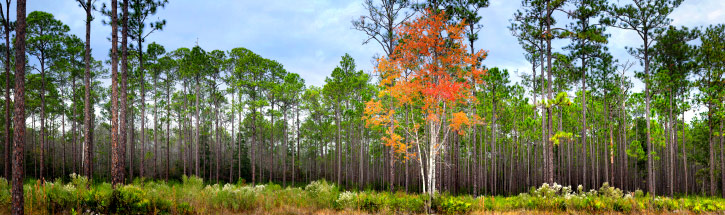 Cary State Forest | Bryceville | Florida