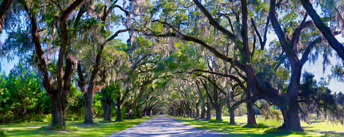 Wormsloe State Historic Park | Savanah | Georgia